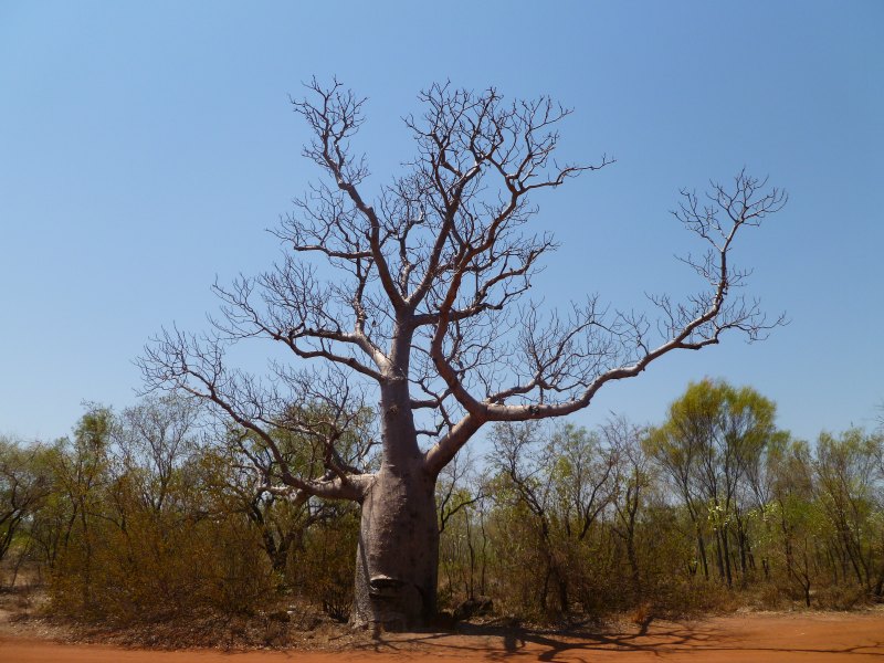 Boab tree