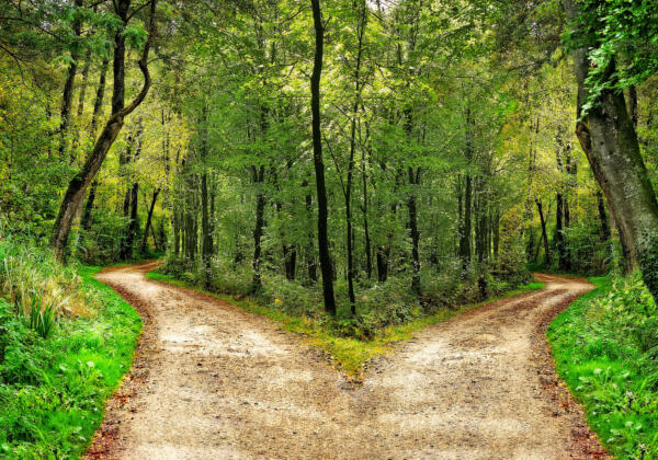 Bigstock-a-forest-path-divides-in-two-d-237608155-1
