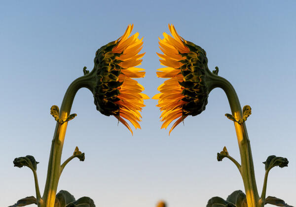 Bigstock-sunflowers-viewed-from-the-sid-316757776-1