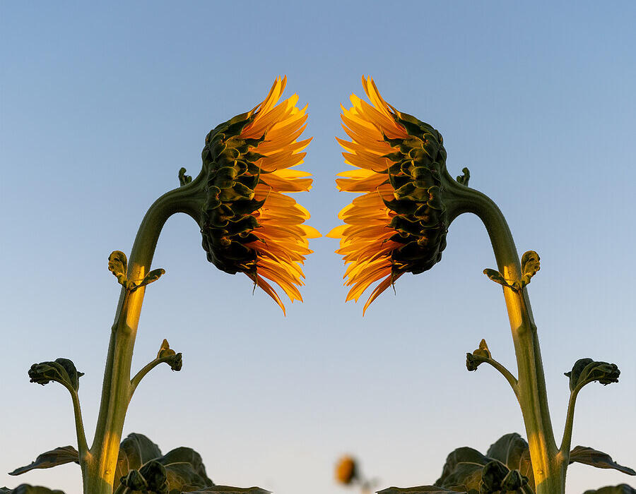 Bigstock-sunflowers-viewed-from-the-sid-316757776-1